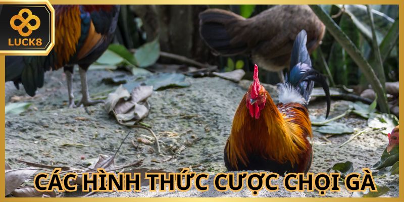 Đá gà Thomo có nhiều hình thức cá cược thú vị