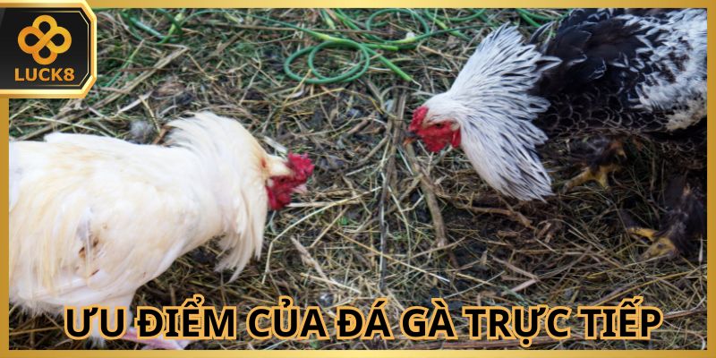 Đá gà trực tiếp mang lại nhiều quyền lợi cho hội viên