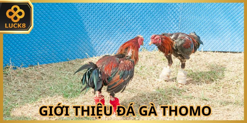 Hình thức chọi đặc biệt thu hút nhiều hội viên