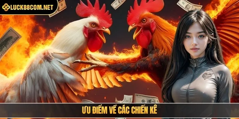 Ưu điểm về các chiến kê